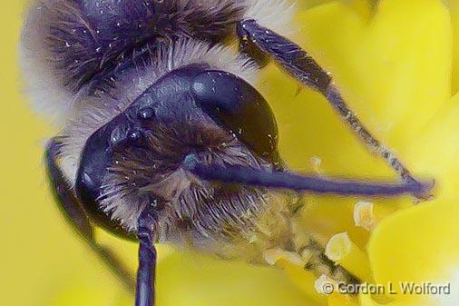 Bug On A Yellow Flower_53624crop.jpg - Photographed at Ottawa, Ontario - the Capital of Canada.